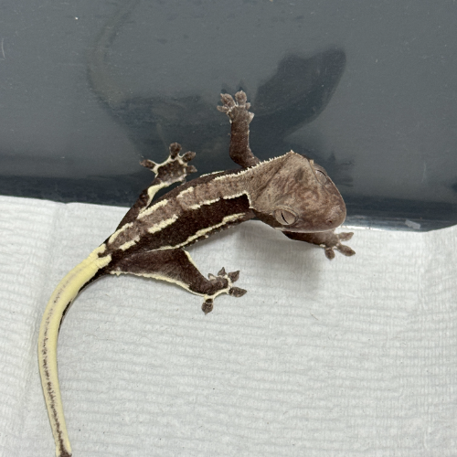 Ȯ�� �̹���