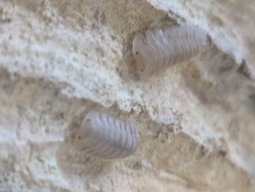 Ȯ�� �̹���