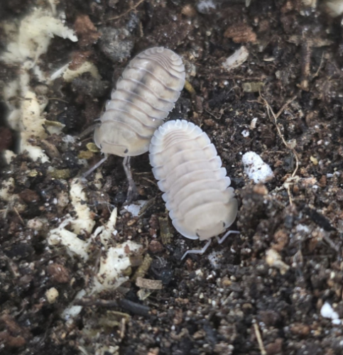 Ȯ�� �̹���