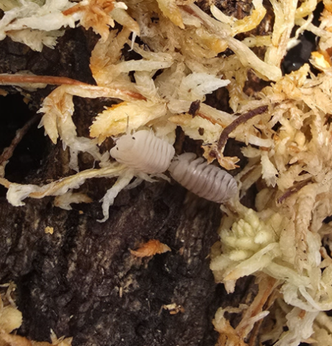 Ȯ�� �̹���