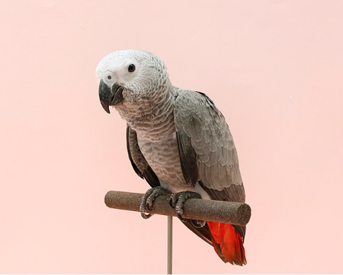 Ȯ�� �̹���