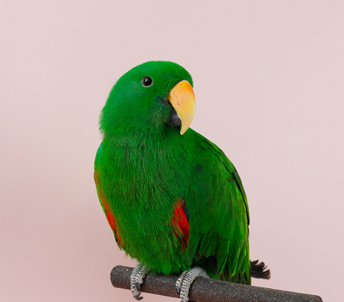 Ȯ�� �̹���