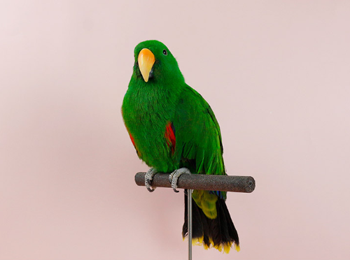 Ȯ�� �̹���