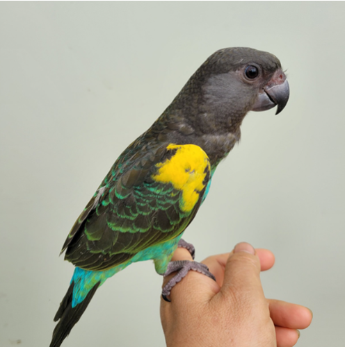 Ȯ�� �̹���