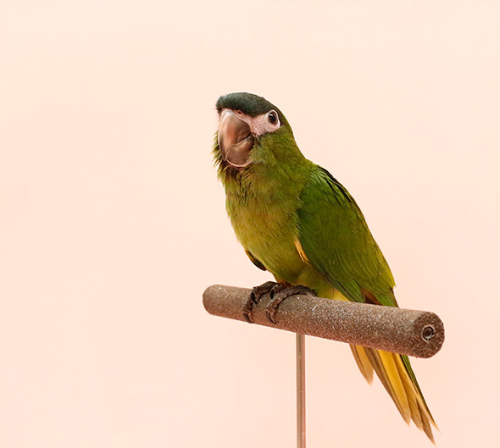 Ȯ�� �̹���