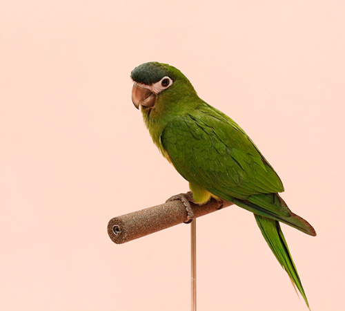 Ȯ�� �̹���