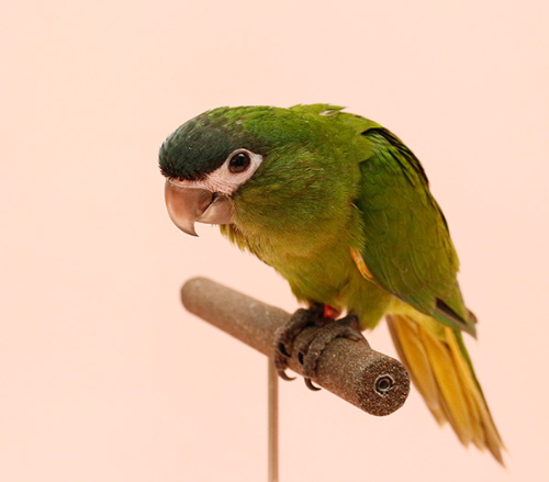 Ȯ�� �̹���