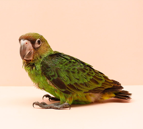 Ȯ�� �̹���