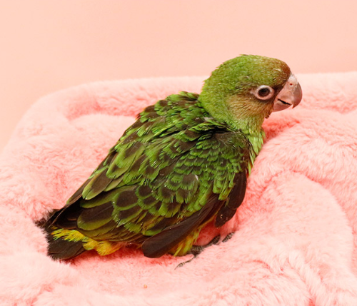 Ȯ�� �̹���