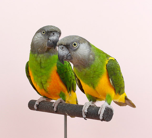 Ȯ�� �̹���