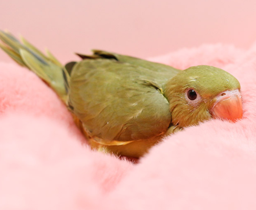 Ȯ�� �̹���