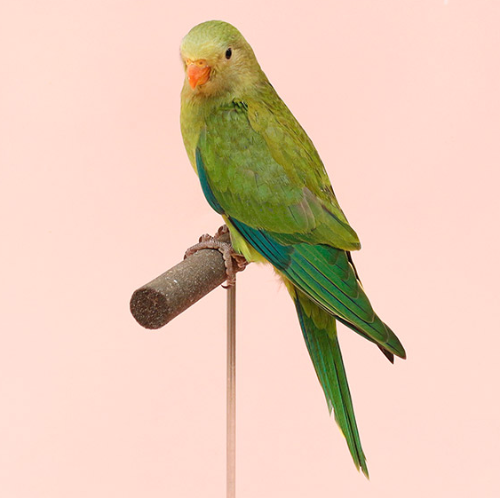 Ȯ�� �̹���