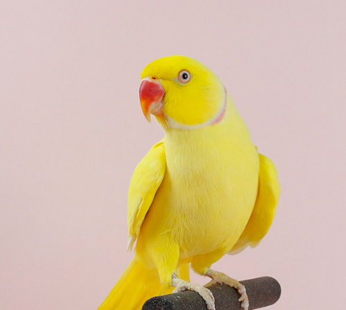 Ȯ�� �̹���