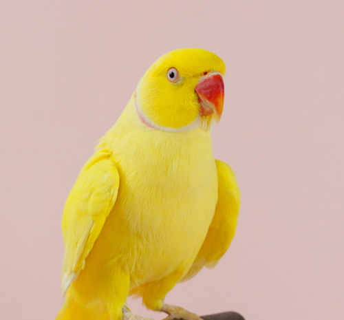 Ȯ�� �̹���