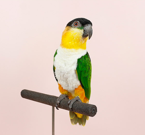 Ȯ�� �̹���