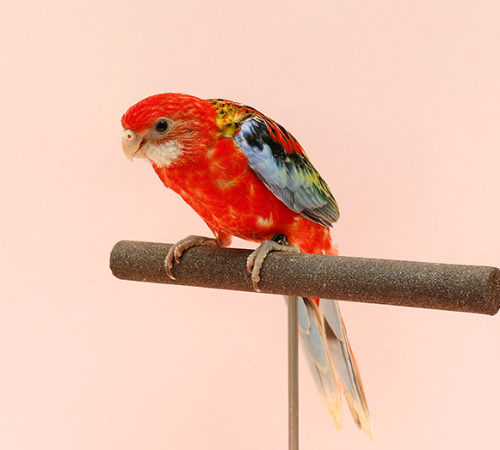 Ȯ�� �̹���