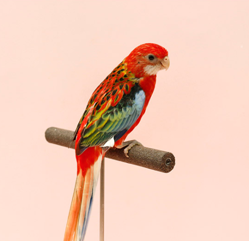 Ȯ�� �̹���