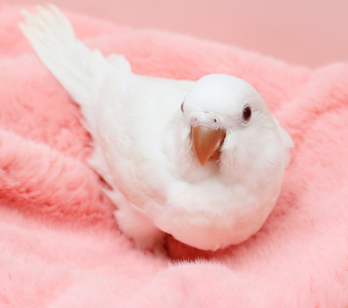 Ȯ�� �̹���