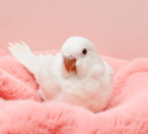 Ȯ�� �̹���