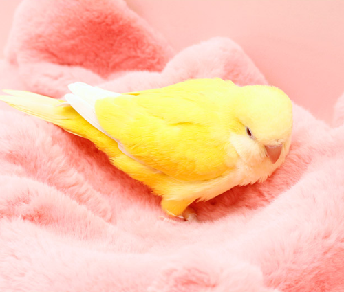 Ȯ�� �̹���