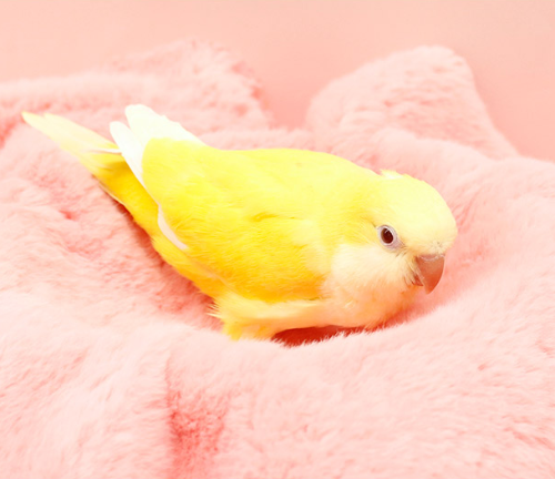 Ȯ�� �̹���