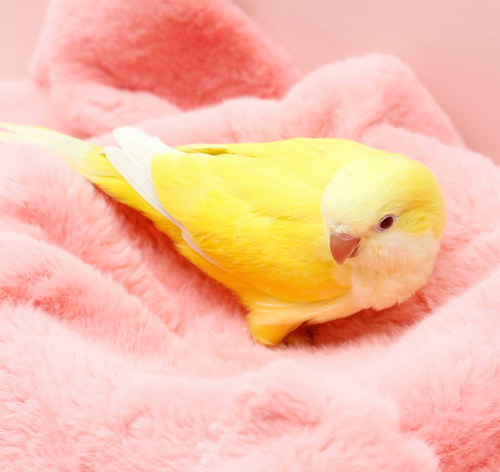 Ȯ�� �̹���