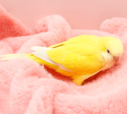 Ȯ�� �̹���