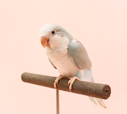 Ȯ�� �̹���