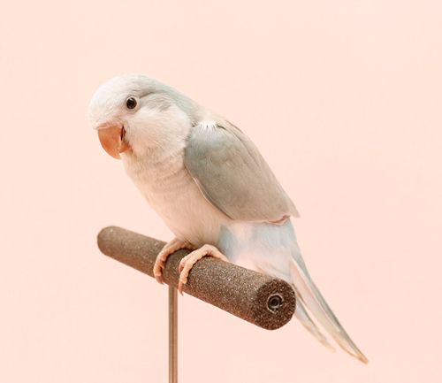 Ȯ�� �̹���