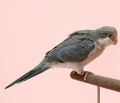 Ȯ�� �̹���