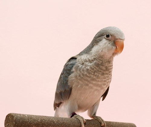 Ȯ�� �̹���