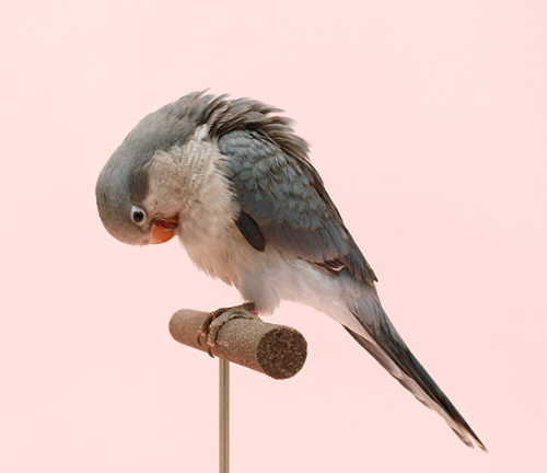 Ȯ�� �̹���