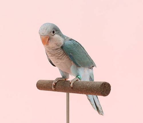 Ȯ�� �̹���