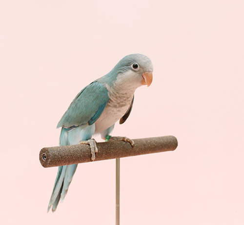 Ȯ�� �̹���