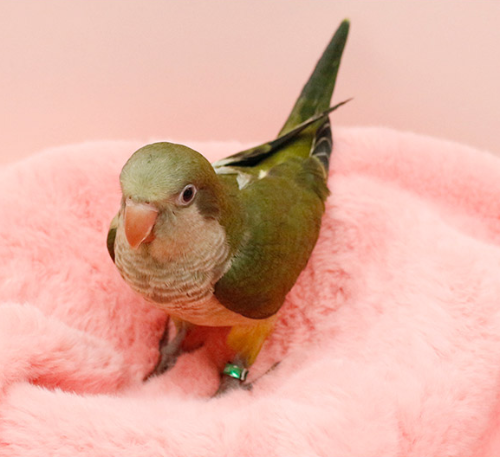 Ȯ�� �̹���