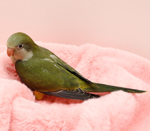 Ȯ�� �̹���