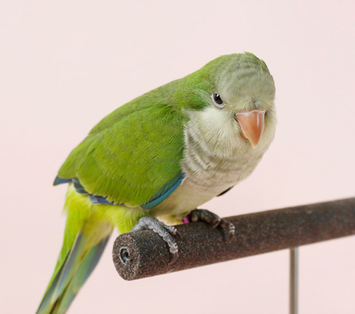 Ȯ�� �̹���