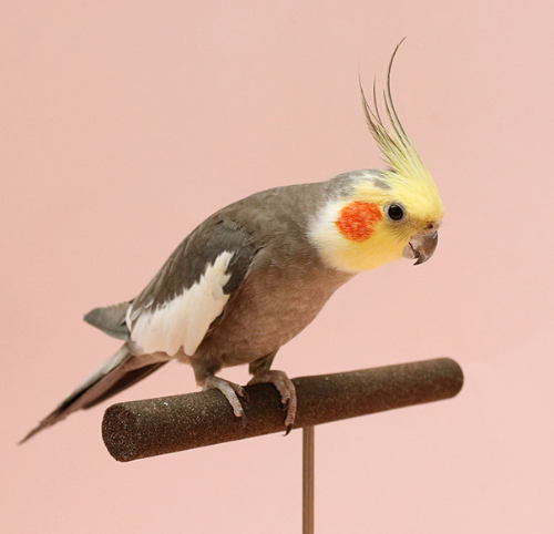 Ȯ�� �̹���