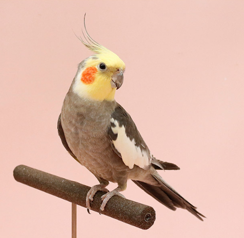 Ȯ�� �̹���