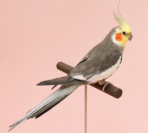 Ȯ�� �̹���