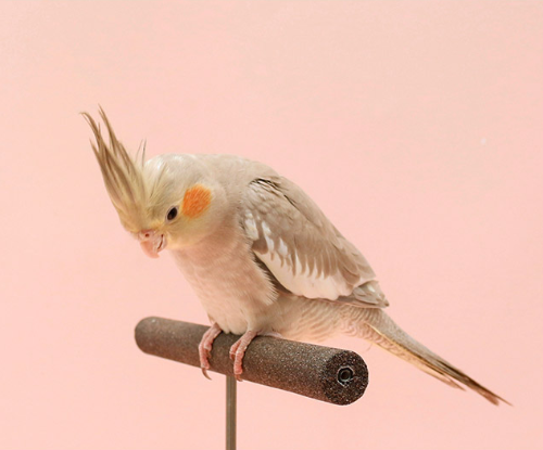 Ȯ�� �̹���