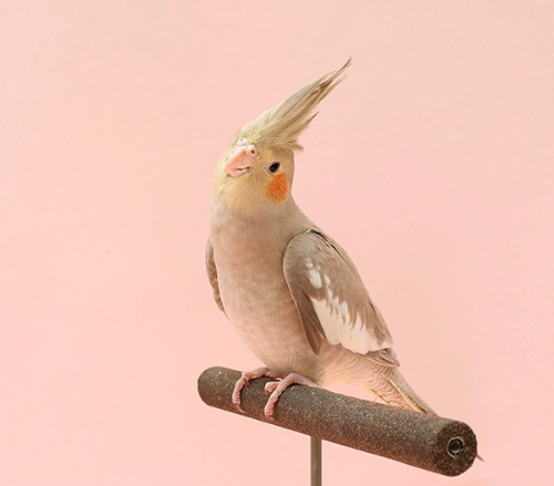 Ȯ�� �̹���