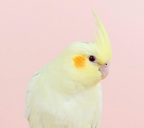 Ȯ�� �̹���