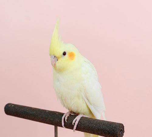 Ȯ�� �̹���