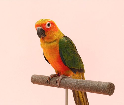 Ȯ�� �̹���