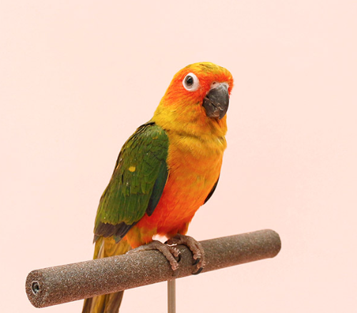 Ȯ�� �̹���