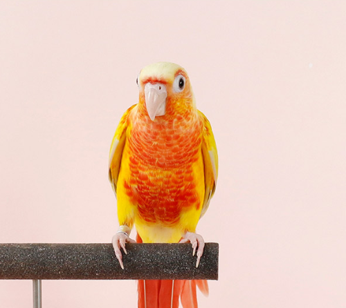 Ȯ�� �̹���