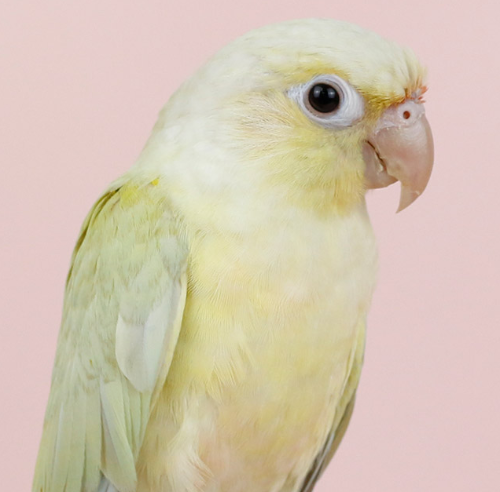 Ȯ�� �̹���