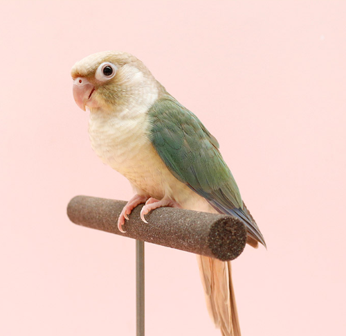 Ȯ�� �̹���