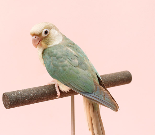 Ȯ�� �̹���